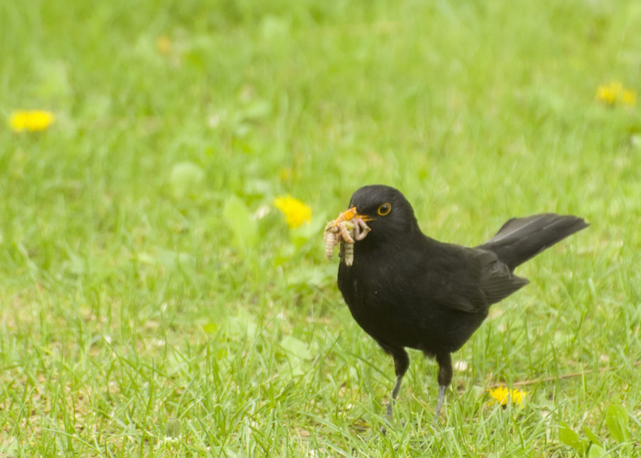 黑鳥捉蟲