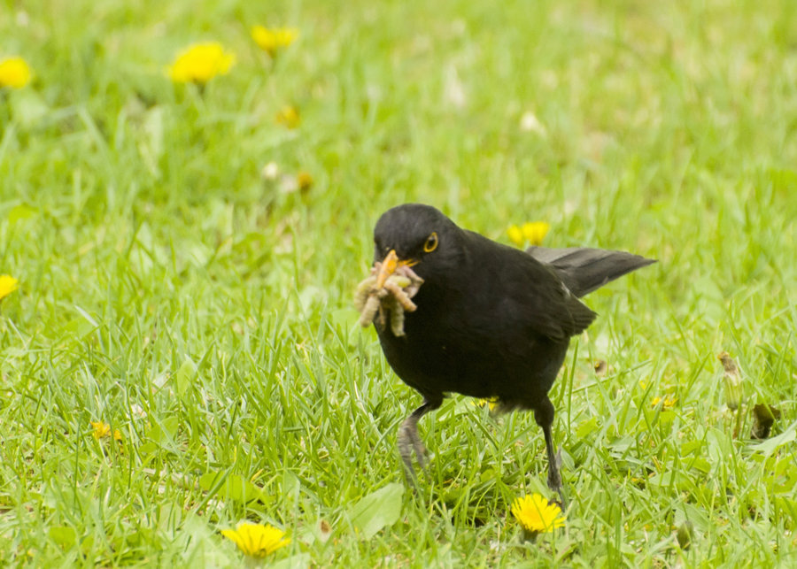 黑鳥捉蟲