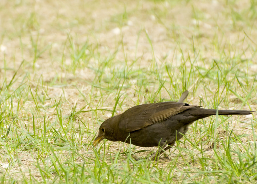 黑鳥的兄弟