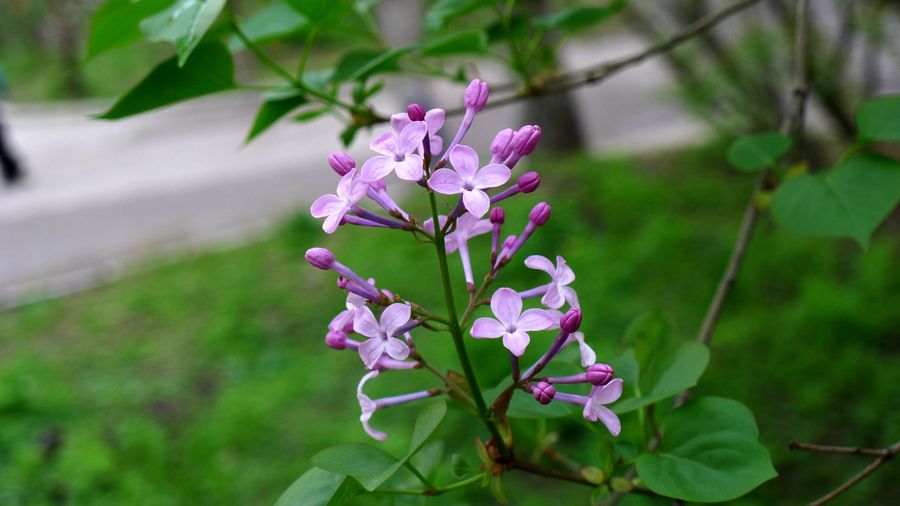 丁香花的样子(丁香花的样子是什么样的)