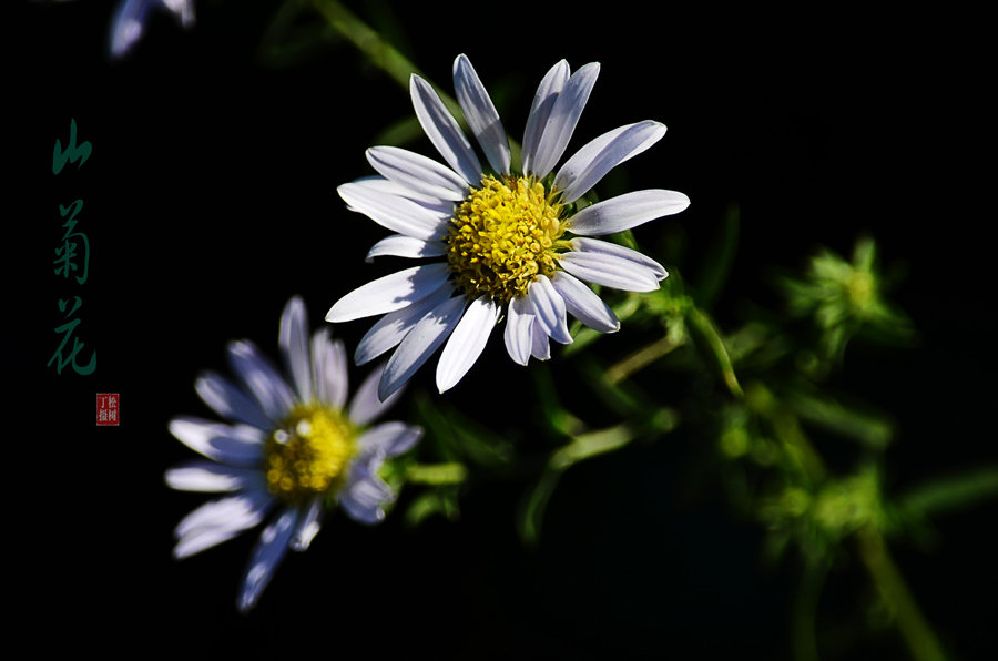 山菊花