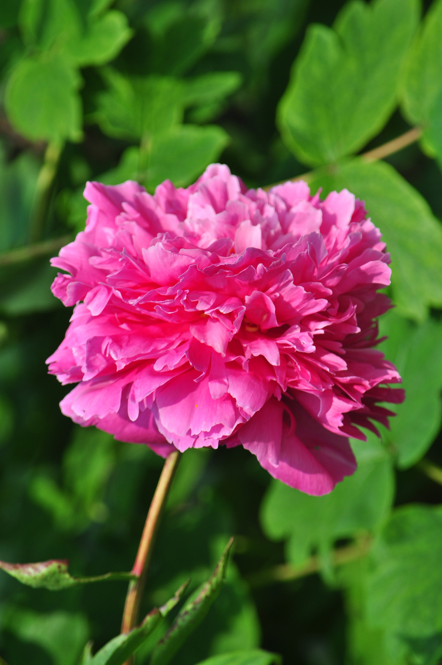 牡丹和芍药的区别(油画牡丹和芍药的区别)