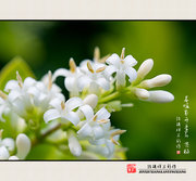 春暖花开季节之黄杨（尼康55 mm/2.8手动微距）