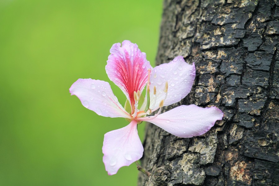 紫荊花