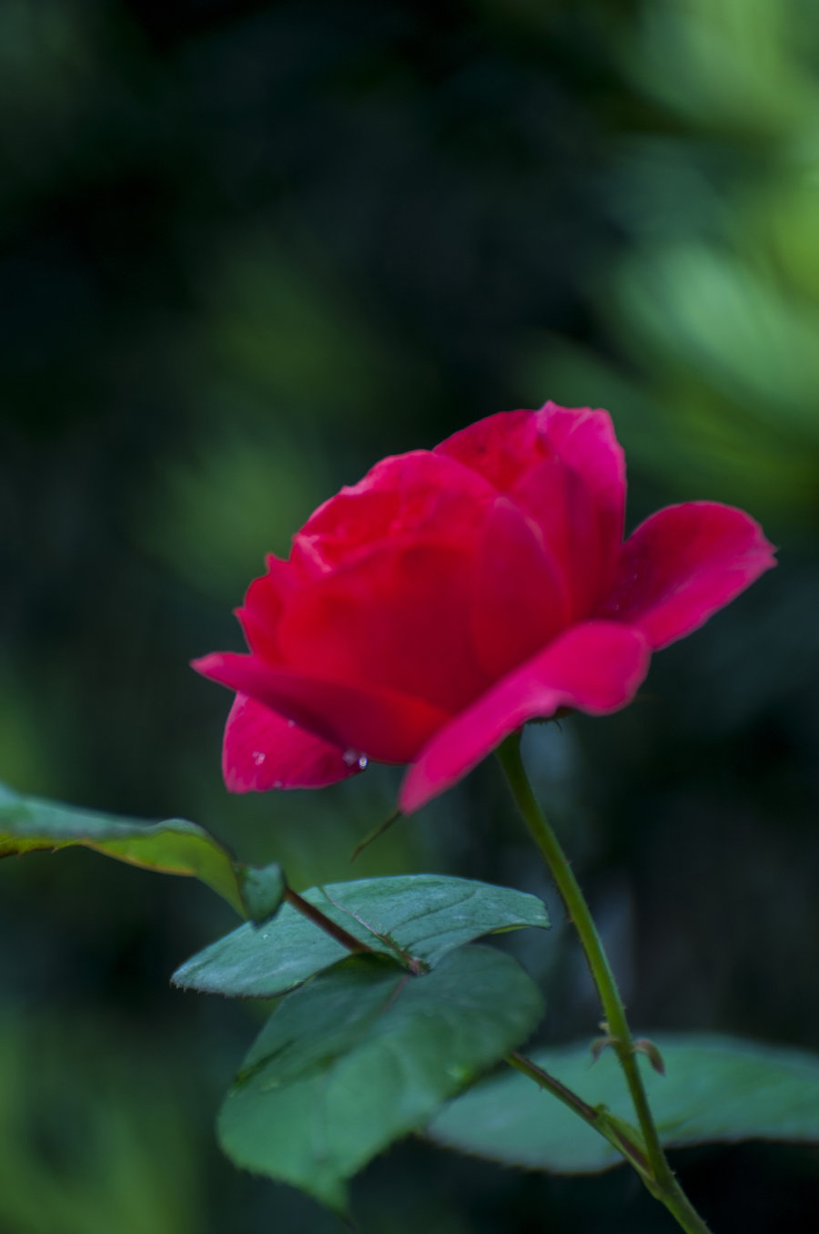 花中皇后月季花