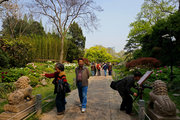 牡丹开花时节 - 中山公园