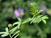 花草微拍