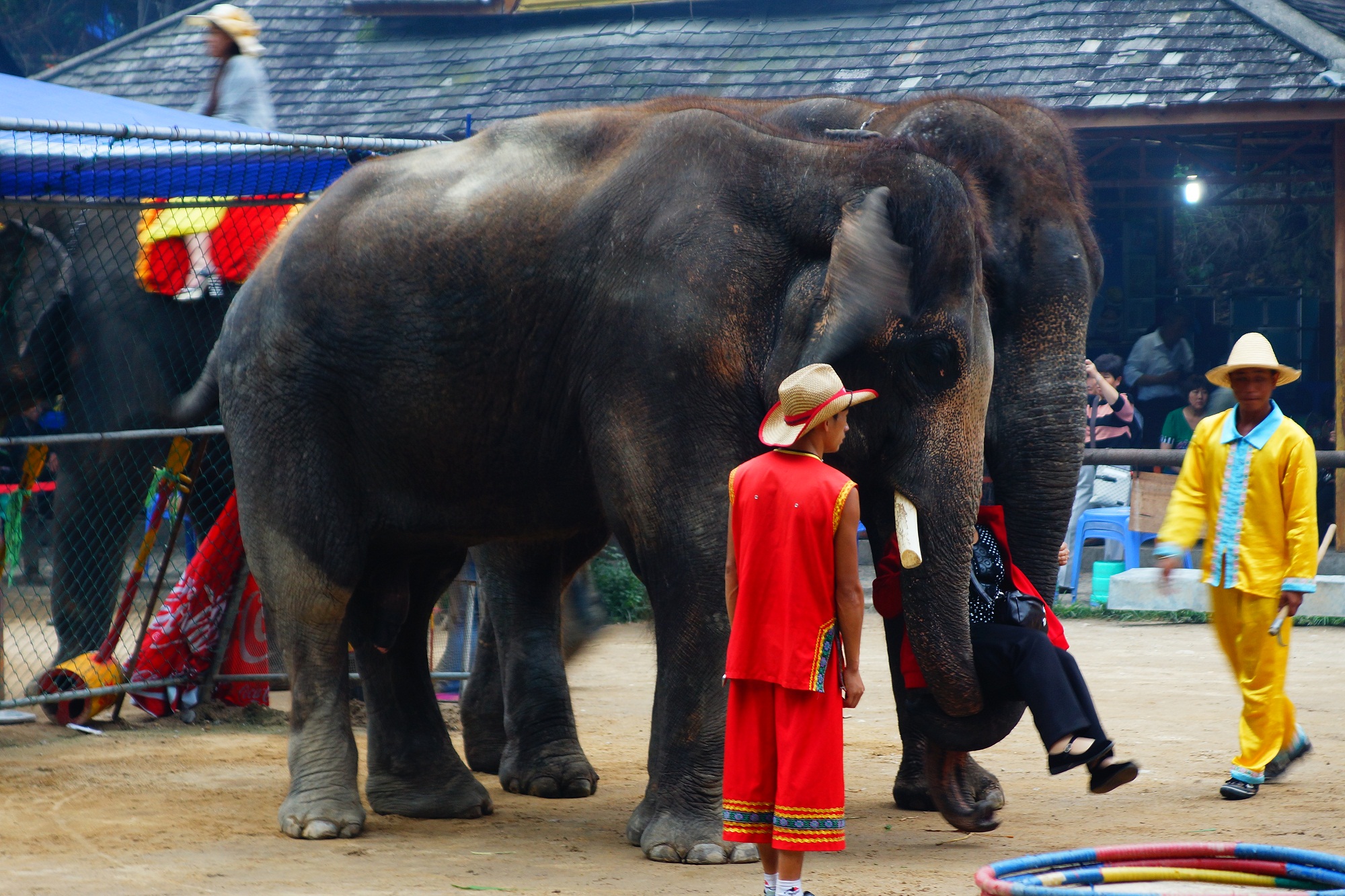 2023大象表演玩乐攻略,观看全国唯一训象学校的【大...【去哪儿攻略】