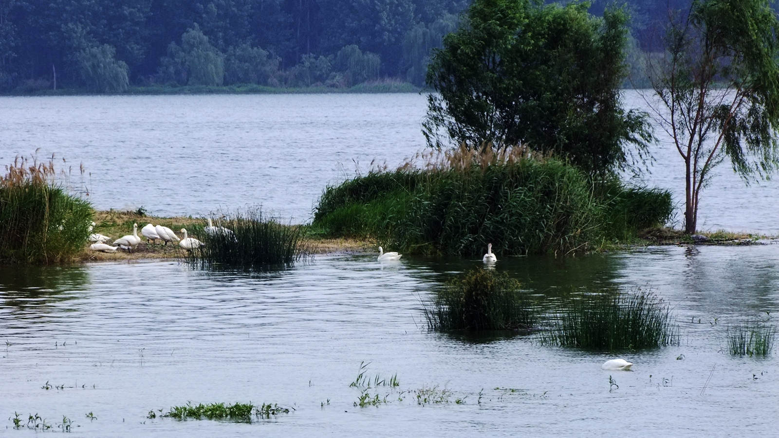 遊三門峽天鵝湖溼地公園