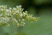 白花，我不知道名字