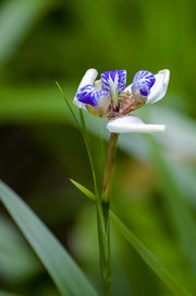 【夏雨印记】+雨后滋润（微距花草） 