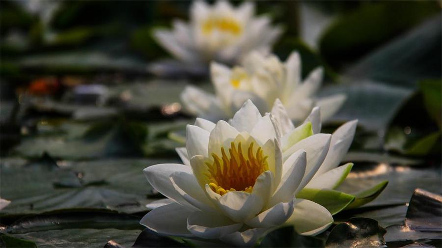 ӽ˯