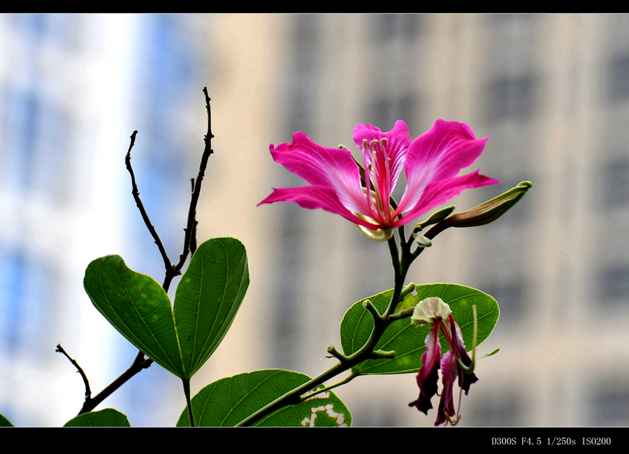 香港特區區花——紫荊花