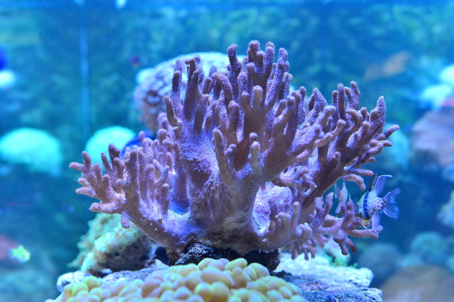 活在水族箱的珊瑚虫