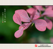夏......紫叶小檗（尼康105微距摄影）