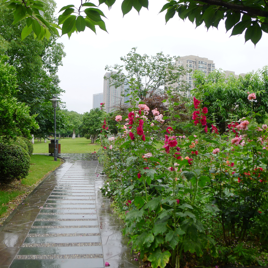 雨中賞花