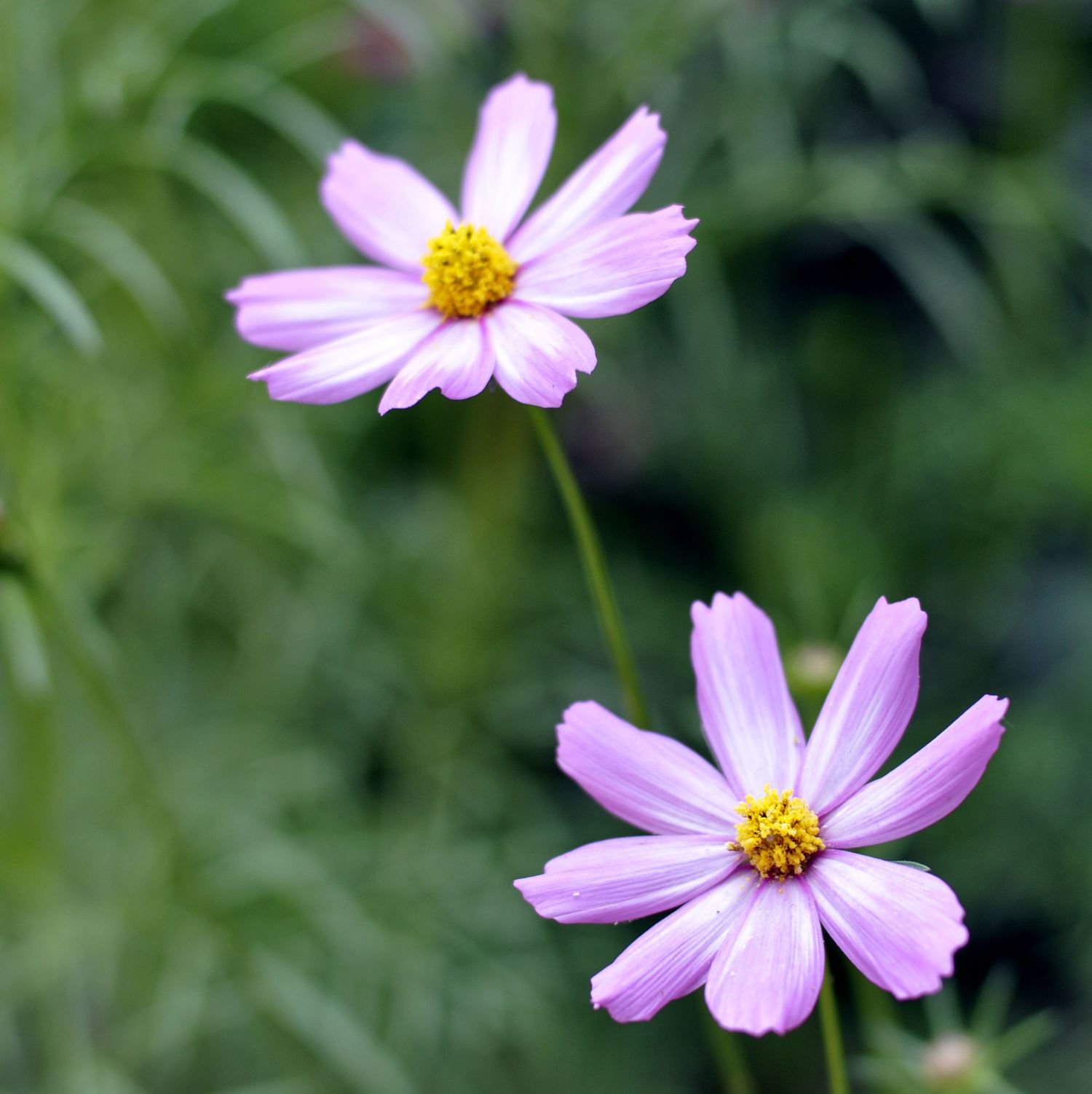 小菊花一組