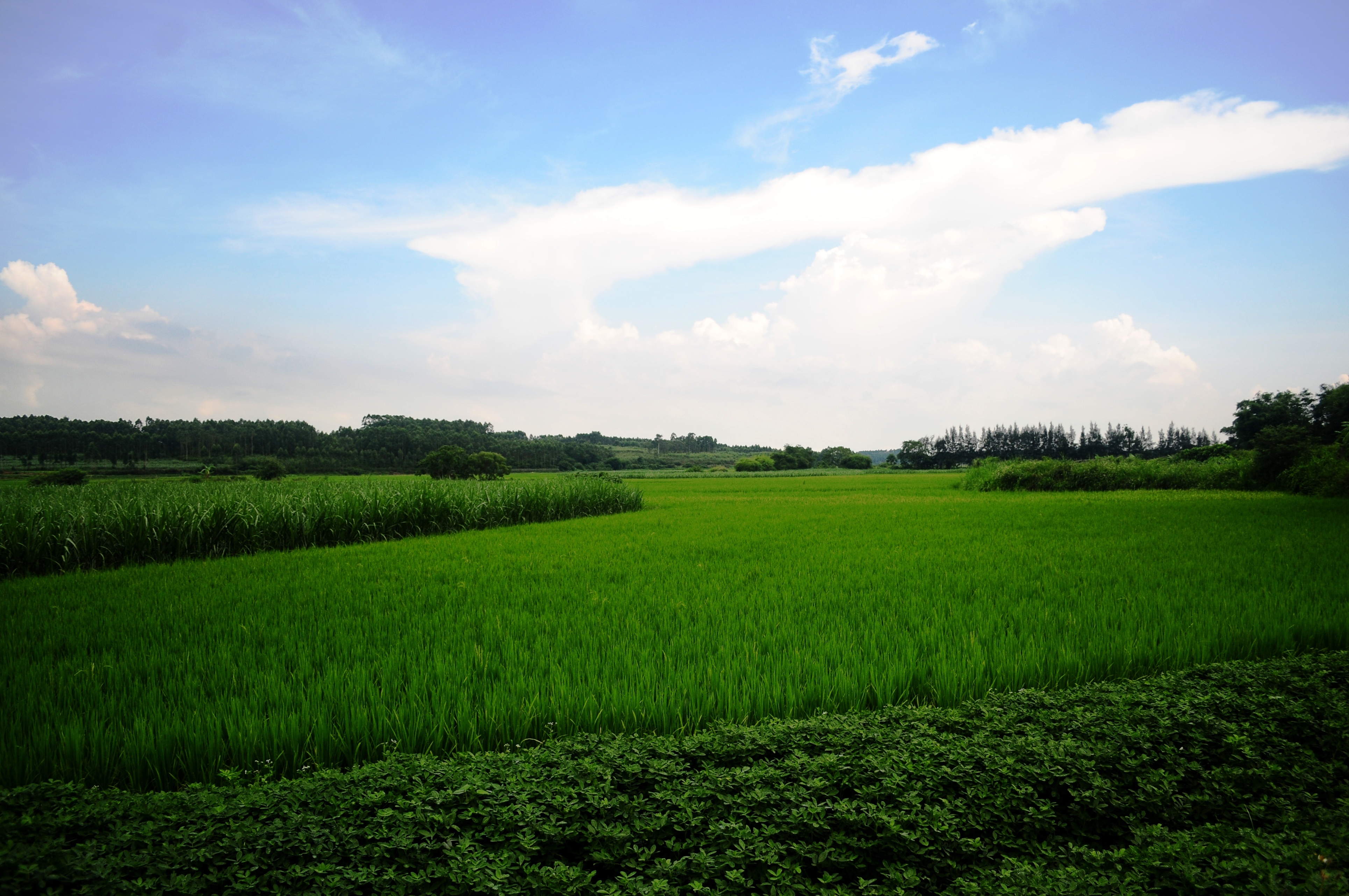 田野风景图 真实图片