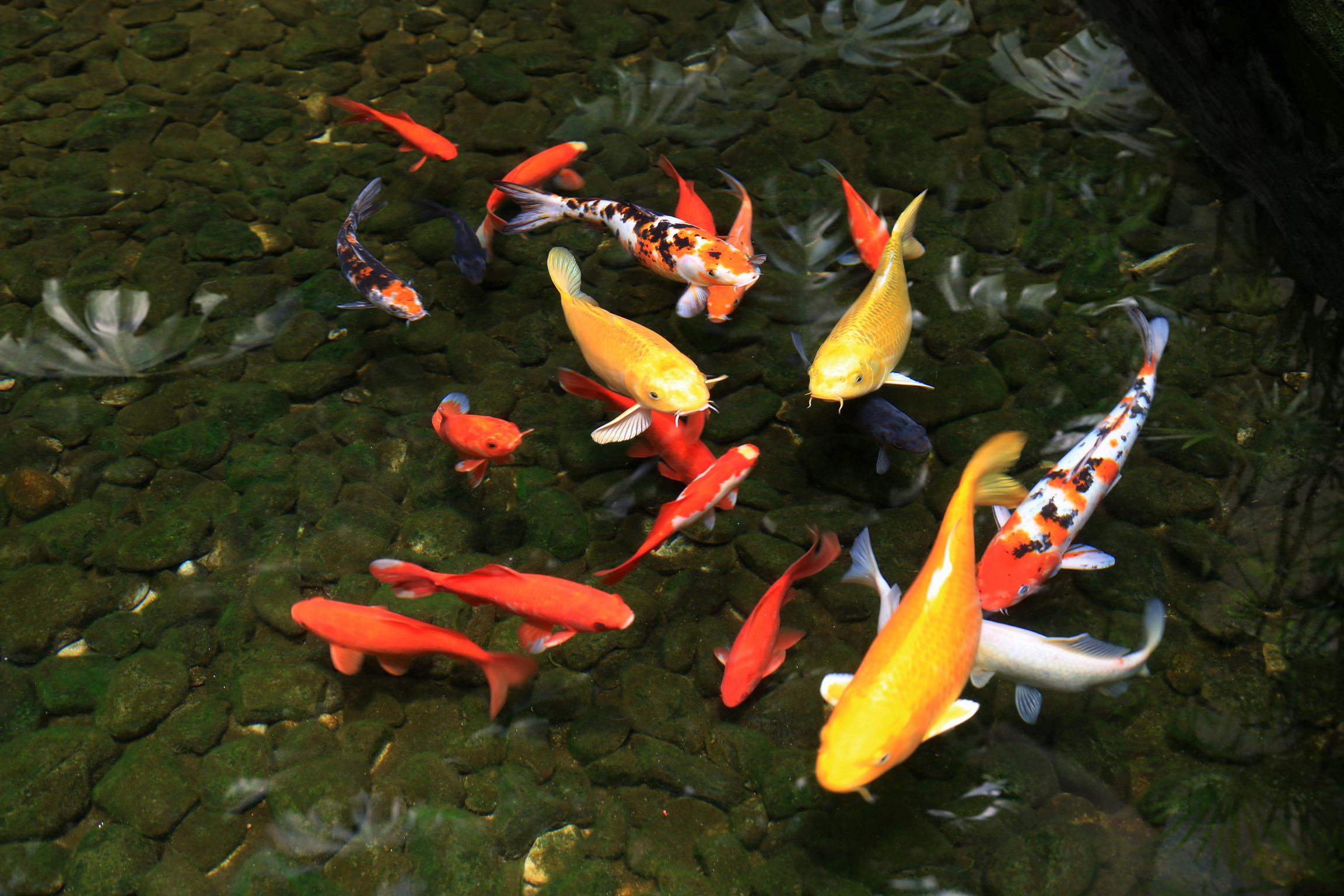 池塘里的锦鲤鱼高清图片下载-正版图片500722194-摄图网