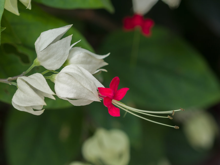 龙吐珠与龙船花