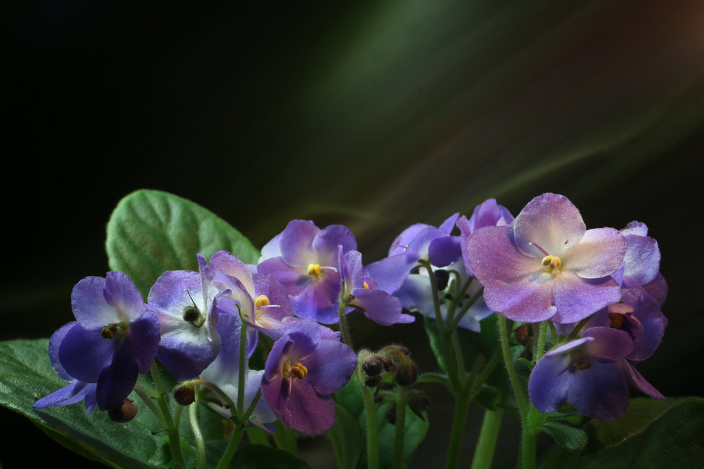 【紫罗兰摄影图片】室内生态摄影