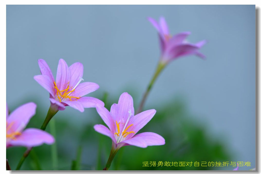 风雨花的花语唯美图片