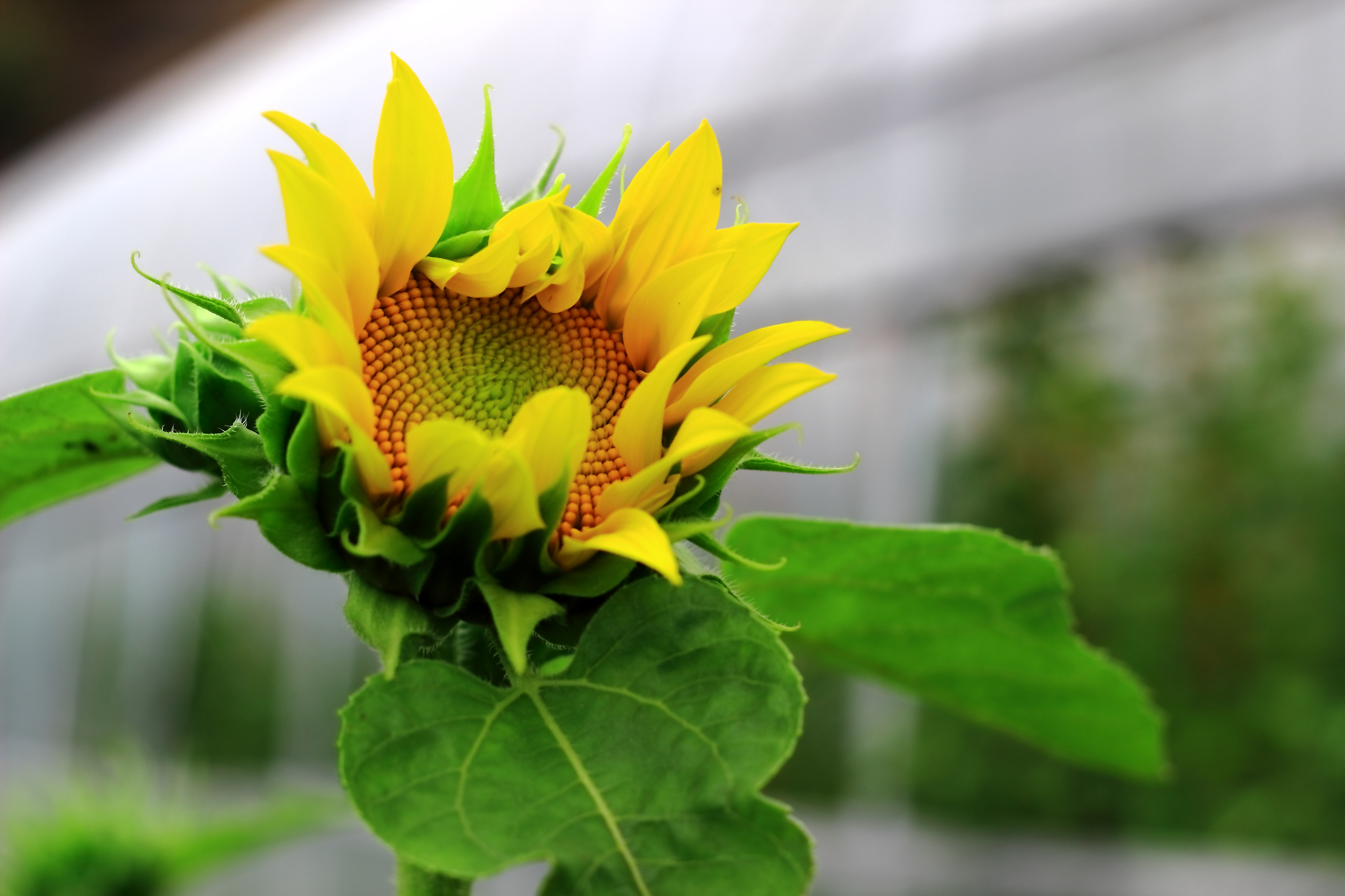 太陽花