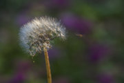 夏至拍花卉