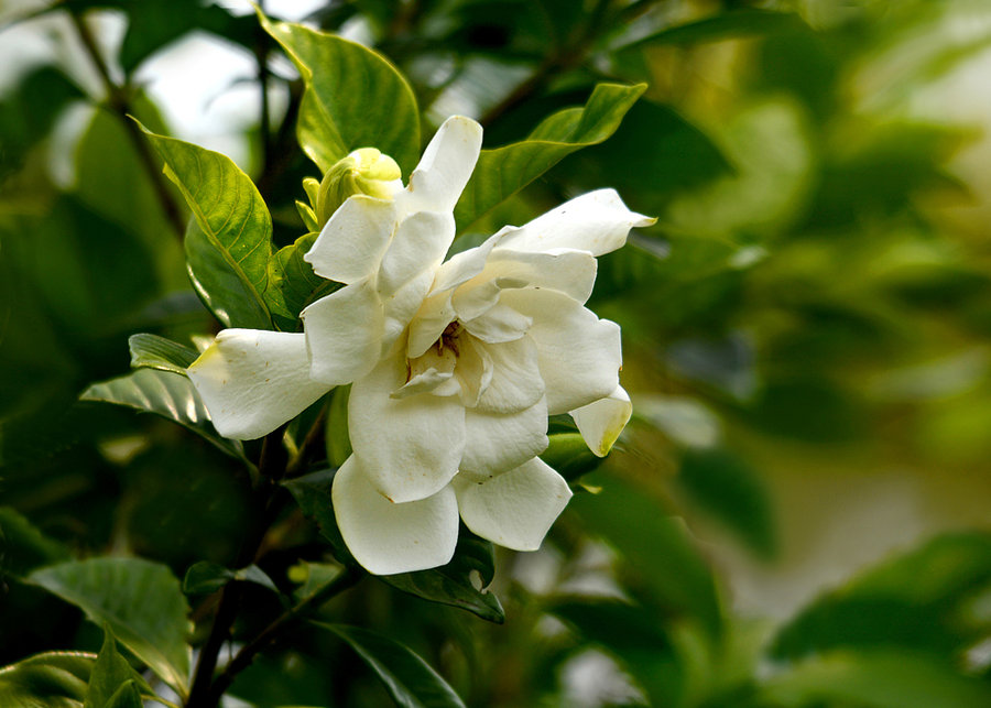 香气馥郁 栀子花(共 10 p)