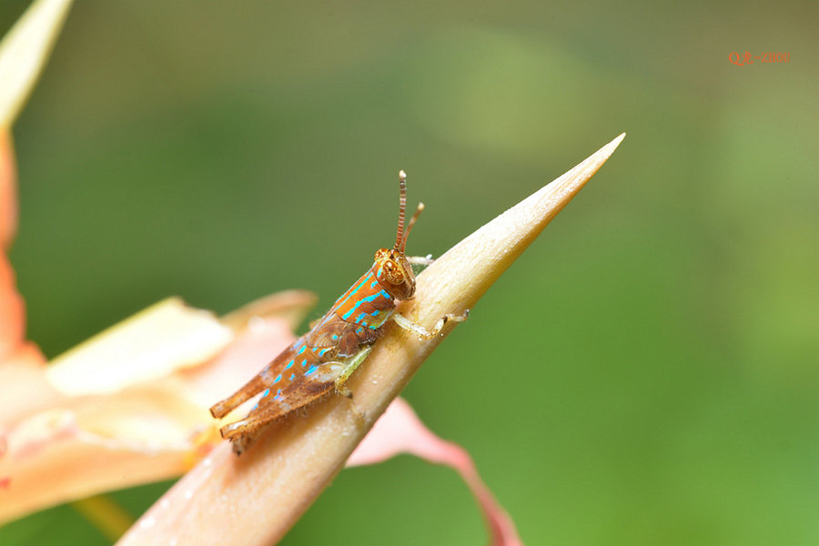 【花蜢】