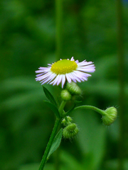 路边小菊