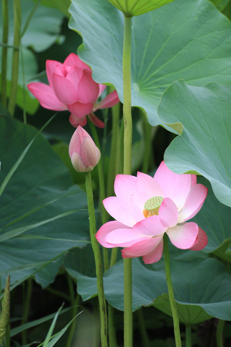 【初拍荷花摄影图片】生态摄影_太平洋电脑网摄影部落