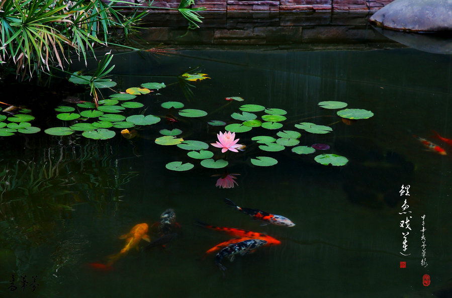 鯉魚戲蓮