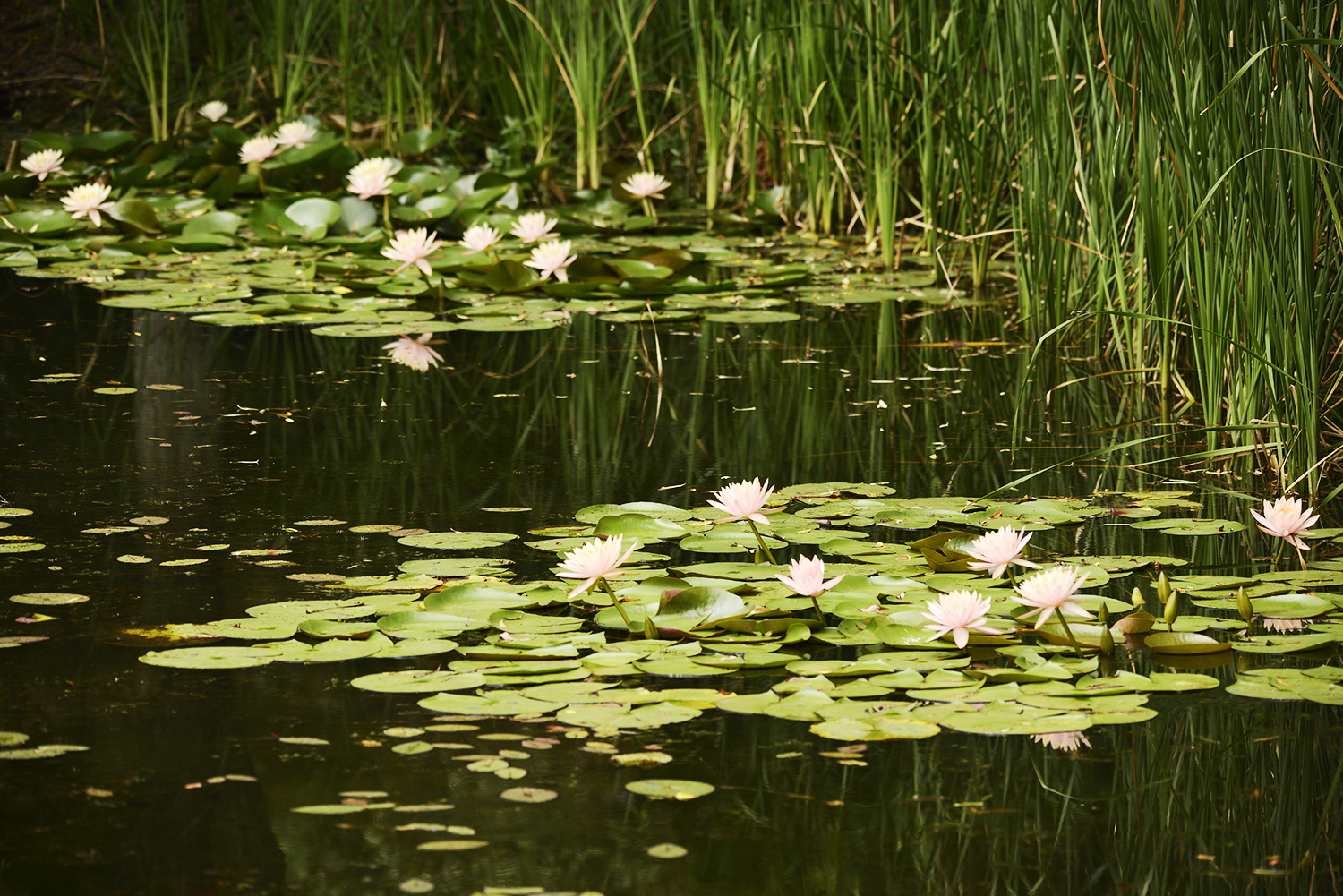 莲花池 静悄悄