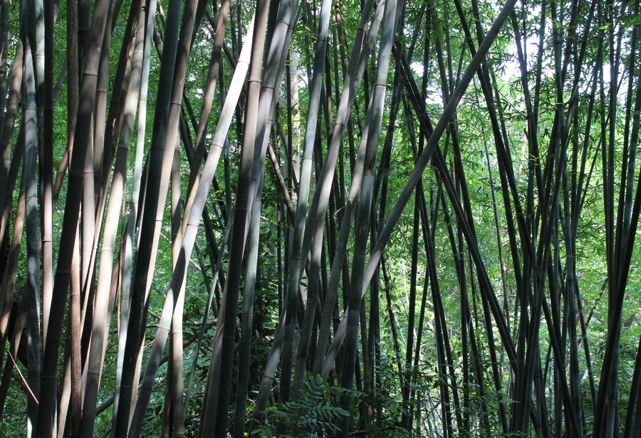 竹林深處