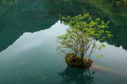  放眼层林彩池涟，鱼游云头鸟语欢。——九寨沟风景之一