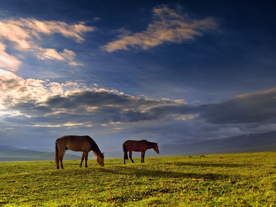 ͣЪĸ壭ǧｮƮ֮ţԭ 