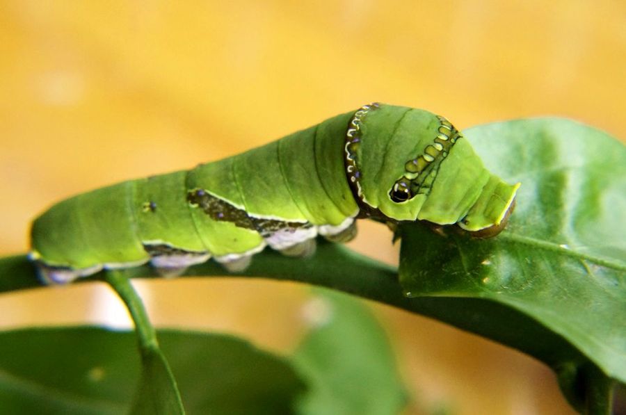 无尾凤蝶幼虫图片图片