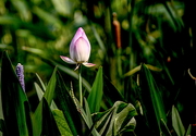 野性点的荷花与水莲（100D交流）