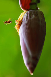 蜂与蕉芭