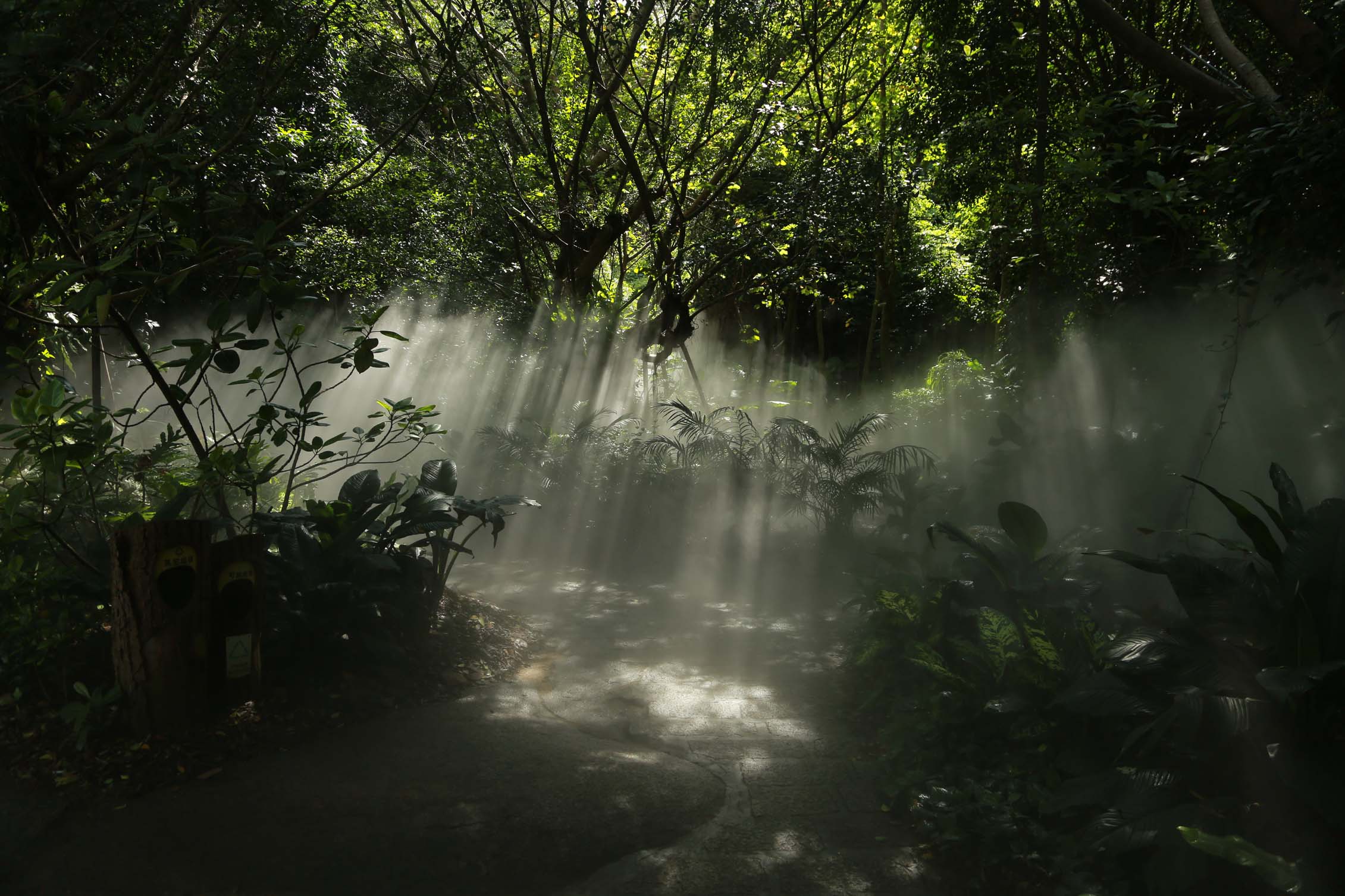 高清晰热带雨林壁纸-欧莱凯设计网