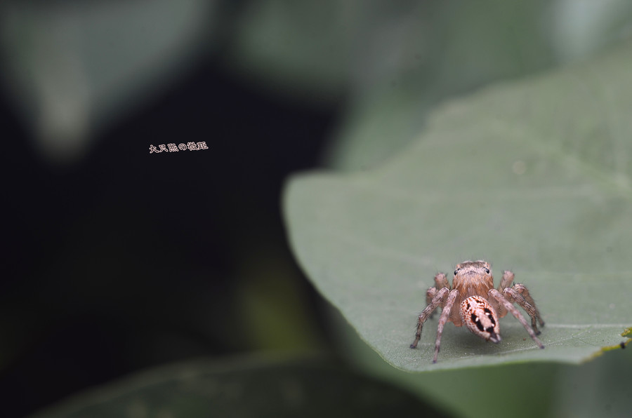 D7000˵֩룡