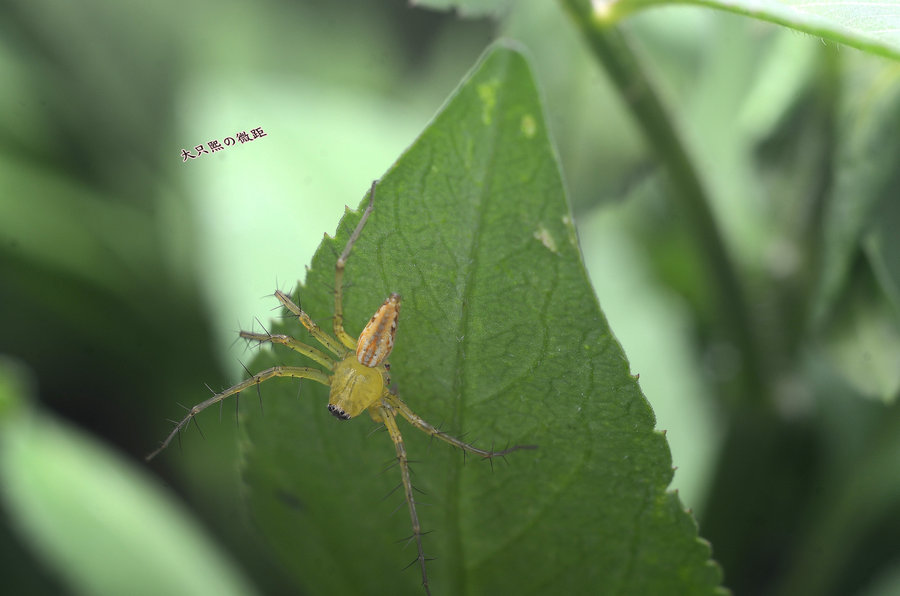 D7000˵֩룡