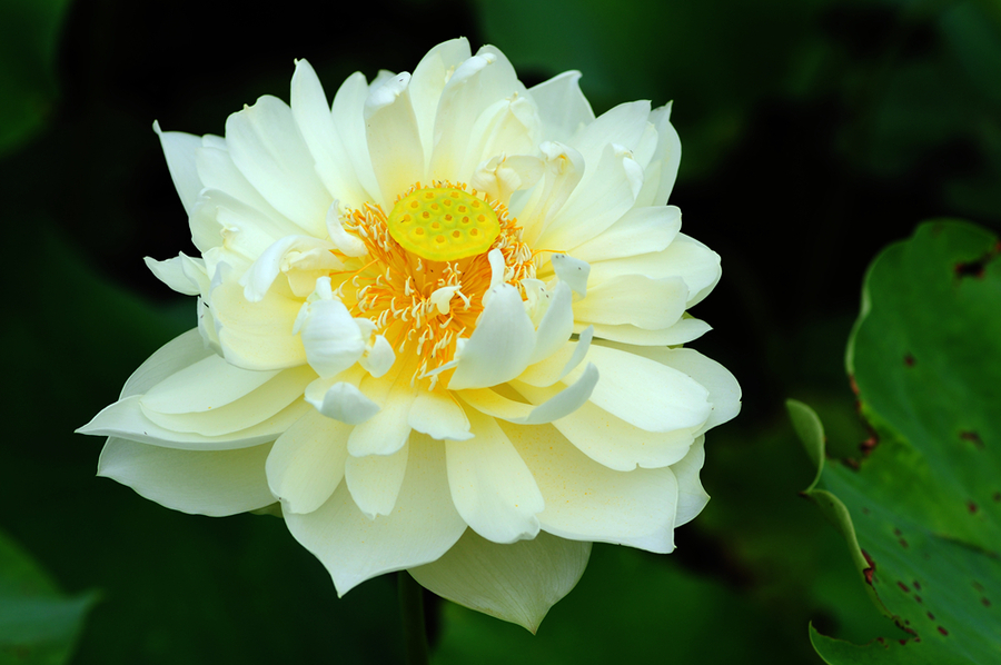 最亮的黄莲花图片图片