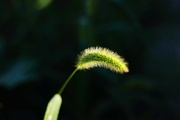 花花草草，新手请多指教：）