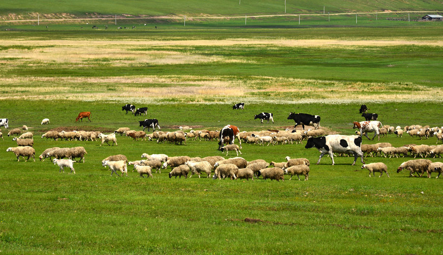 草原牛羊壮图片