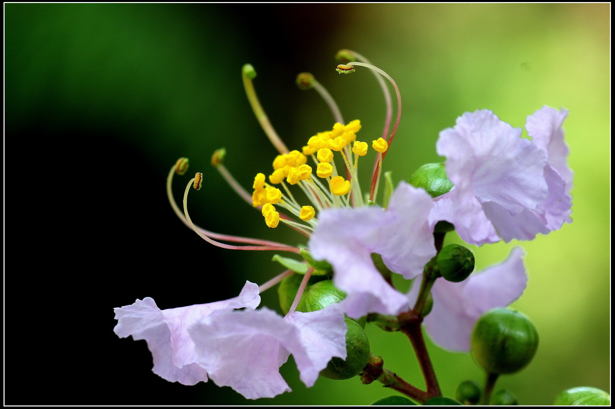 獨佔芳菲當夏景,不將顏色託春風——紫薇花