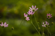 波斯菊