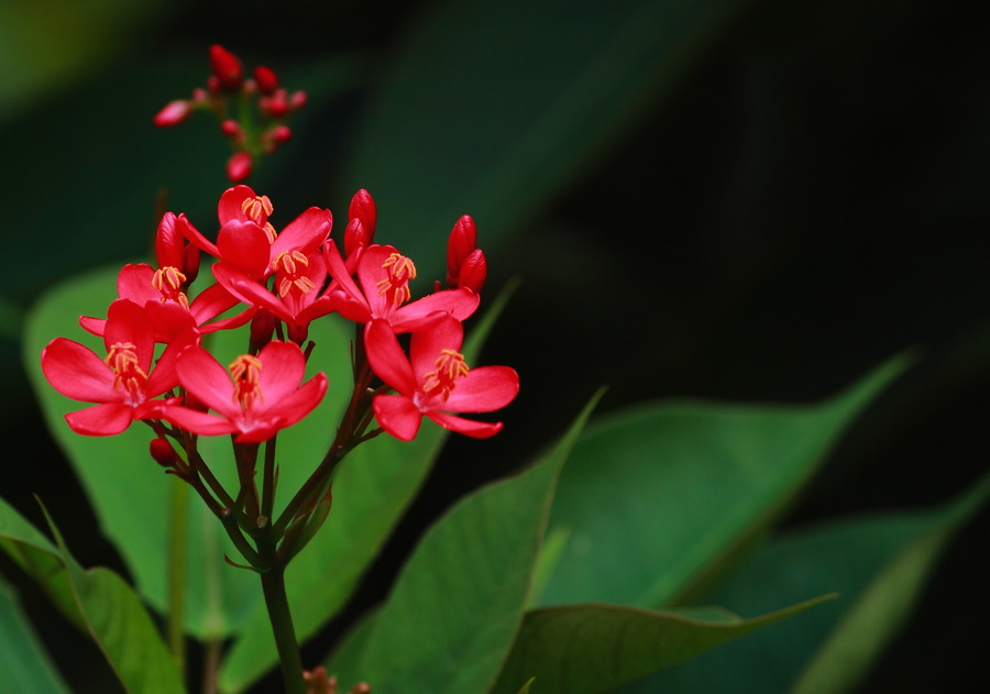 小区花草