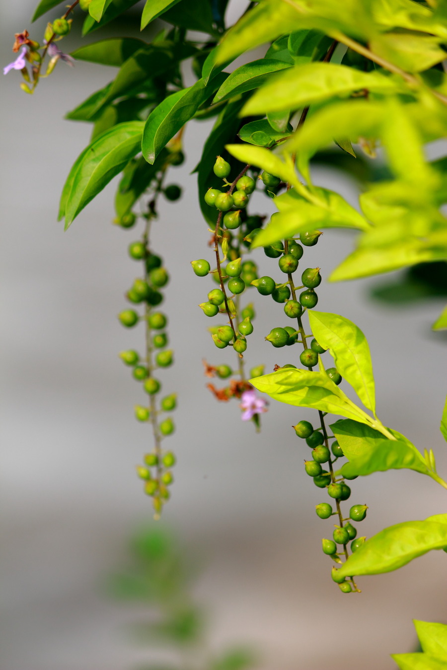 小区花草